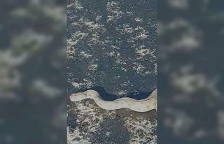 Elazığ’da karayoluna inen dev engerek korkuttu