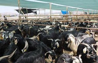 Elazığ’da kurban kesim alanları açıklandı