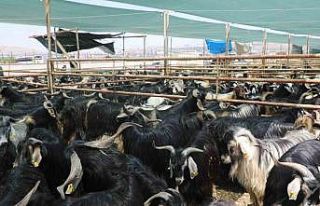 Elazığ’da kurban satış ve kesim alanı belirlendi