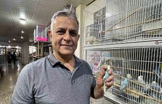Elazığ’da muhabbet kuşlarına yoğun ilgi