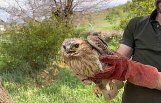 Elazığ’da yaralı halde bulunan şahin ekiplere...