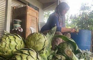 Enginar bıçakçılarında hasat yoğunluğu