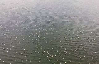 Erçek Gölü’nün narin misafirleri flamingolar...