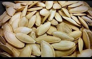 Erciyes’in eteklerinde kabak çekirdeği ekim sezonu...