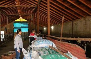 Erzincan’da kadın muhtar, hayvancılıkta örnek...