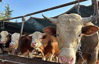 Erzincan’da kurban kesim yerleri açıklandı