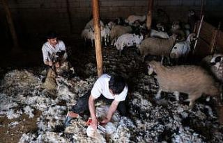 Erzincan’da kuzu kırkım sezonu başladı