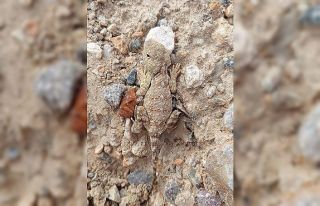 Erzincan’da nesli tükenme tehlikesi altındaki...