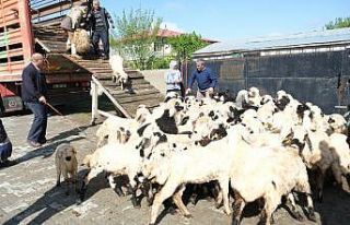 Erzincan’da yayla göçü başladı: Şavaklı üreticiler...