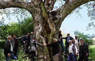 Erzurum’da en az 300 yıllık ceviz ağacı dimdik...