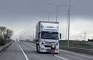 Erzurum’da tosun karayoluna çıktı