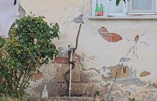 Eve girmeye çalışan yılanı son anda yakaladı