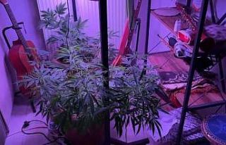 Evin içinde kenevir serası ele geçirildi