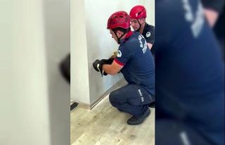 Fabrika duvarına sıkışan yavru kedinin imdadına...