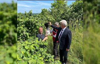 Fındık bahçelerindeki kahverengi kokarca zararlasına...