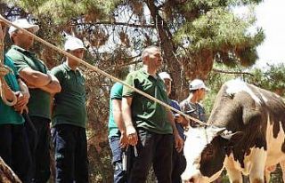 Gaziantep Büyükşehir, kurban yakalama timi bayrama...