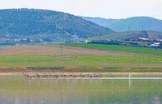 Gölbaşı flamingoları ağırlıyor