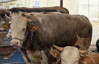 "Gözyaşı akan, tüyleri mat ve karışık...