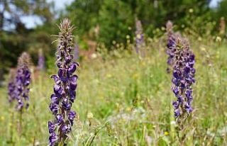 Gürsu’nun Gök Sığırkuyruğu çiçekleri açtı