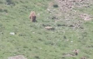 Hakkari’de anne ayı yavrularıyla görüntülendi