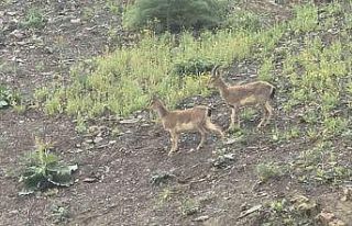 Hakkari’de dağ keçileri kara yoluna indi