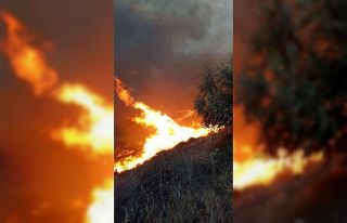 Hatay’da zeytinlikte yangın