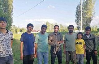 Iğdır’da yardıma muhtaç halde bulunan tilki...