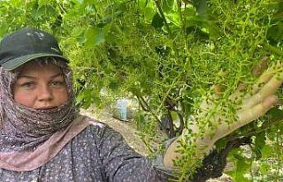 İhracat için salkım salkım mücadele