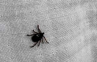 İl Sağlık Müdürlüğü’nden kene uyarısı