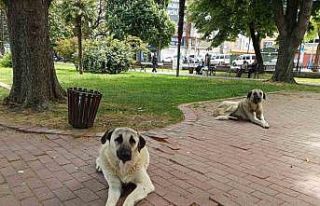 İlkadım’daki sokak hayvanları problemine çözüm