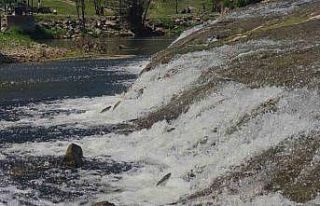 İnci kefalinin yumurta bırakmak için 23 kilometrelik...