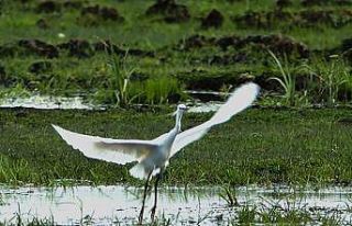 İron Sazlığına kuş akını