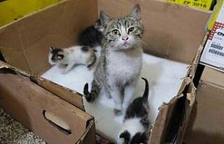 İş yerinde doğum yapan anne kedi ve yavrularına...