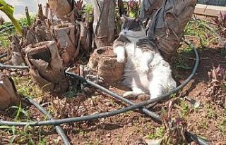 İşçiler çalıştı, o keyfini bozmadı