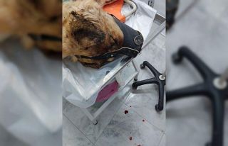 Isırdığını iddia ettiği köpeği silahla vurdu,...