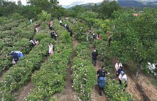 Isparta’da gül hasadı, festival coşkusunu doruklara...