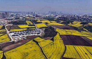 İstanbul kanola tarlaları ile süslendi