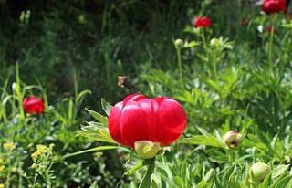 ’İtecik Lalesi’ni koparmanın cezası 550 bin...