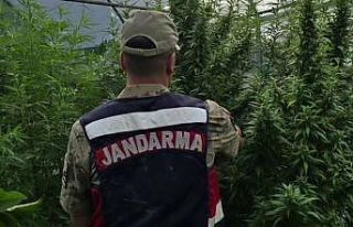 Jandarma’dan kenevir serasına operasyon