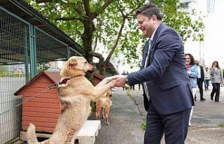 Kadıköy Belediyesi Geçici Hayvan Bakımevi yenilendi