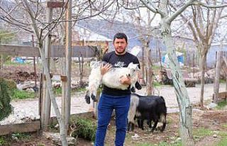 Kahramanmaraş’ta cevizi don vurunca, üreticileri...