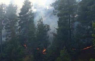 Kahramanmaraş’ta orman yangını