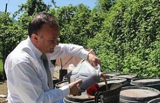 Kahverengi kokarcaya sıvı balık gübreli önlem