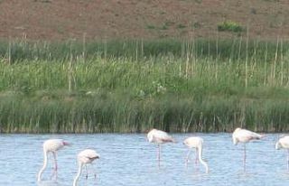 Kamış göleti göçmen kuşlara ev sahipliği yapıyor