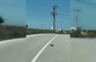 Kaplumbağalara karşı sürücüler uyarıldı