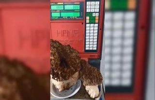 Karabağlar Yaylası’nda dev kuzugöbeği mantarı...