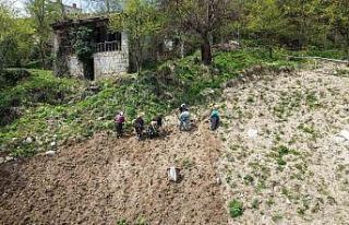 Karadeniz kadınının zorlu mesaisi başladı