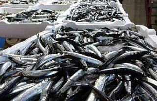 Karadeniz’de balık stokları azalıyor