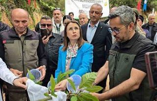 Karadeniz’de "katil arılara" karşı...