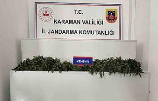 Karaman’da 698 adet kök kenevir ele geçirildi